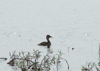 White-backed Duck - Thalassornis leuconotus