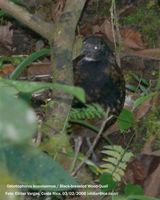 Black-breasted Wood-Quail - Odontophorus leucolaemus