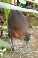 White-throated Crake - Laterallus albigularis
