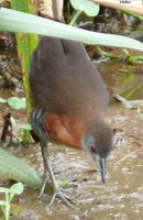 White-throated Crake - Laterallus albigularis