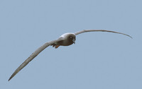 Light-mantled Albatross (Phoebetria palpebrata) photo