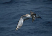 Cory's Shearwater (Calonectris diomedea) photo