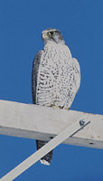 Gyrfalcon (Falco rusticolus) photo