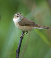 Black-browed Reed-Warbler (Acrocephalus bistrigiceps) photo