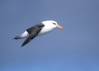 (Campbell Is.) Black-browed Albatross (Thalassarche melanophris impavida) photo