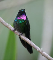 Tourmaline Sunangel (Heliangelus exortis) photo
