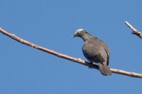 White-crowned Pigeon - Patagioenas leucocephala