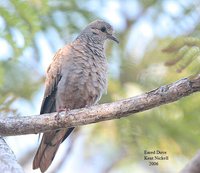 Eared Dove - Zenaida auriculata