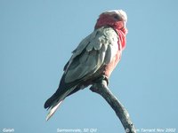 Galah - Eolophus roseicapillus