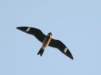 Common Nighthawk - Chordeiles minor