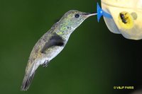 Versicolored Emerald - Agyrtria versicolor