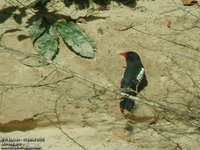 Black Nunbird - Monasa atra