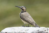 Andean Flicker - Colaptes rupicola