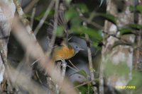 Gray-hooded Flycatcher - Mionectes rufiventris