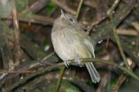 Brown-breasted Bamboo-Tyrant - Hemitriccus obsoletus