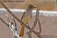 Ash-throated Flycatcher - Myiarchus cinerascens