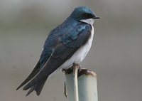 Tree Swallow - Tachycineta bicolor