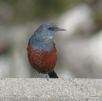 Blue Rock-Thrush - Monticola solitarius