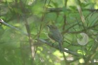 Archbold's Newtonia - Newtonia archboldi