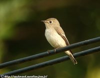 Asian Brown Flycatcher - Muscicapa dauurica