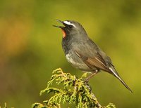 White-tailed Rubythroat - Luscinia pectoralis