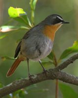 Cape Robin-Chat - Cossypha caffra
