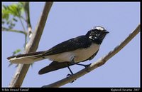 White-browed Fantail - Rhipidura aureola