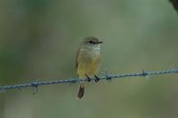 Lemon-bellied Flycatcher - Microeca flavigaster