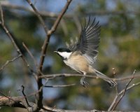 Black-capped Chickadee - Poecile atricapilla