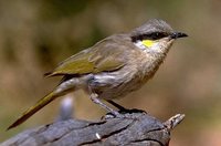 Singing Honeyeater - Lichenostomus virescens