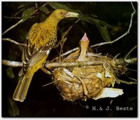 Green Oriole - Oriolus flavocinctus