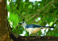 White-throated Magpie-Jay - Calocitta formosa