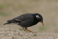 White-cheeked Starling - Sturnus cineraceus