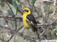 Baglafecht Weaver - Ploceus baglafecht