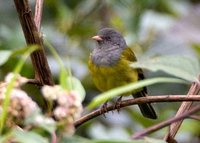 Gray-hooded Bush-Tanager - Cnemoscopus rubrirostris