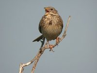 Corn Bunting - Emberiza calandra