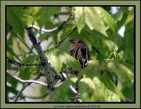 Le Conte's Sparrow - Ammodramus leconteii