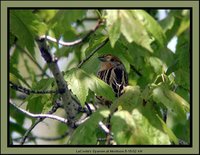 Le Conte's Sparrow - Ammodramus leconteii