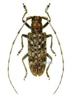 솔수염하늘소 - Monochamus alternatus