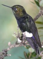 Gorgeted Puffleg