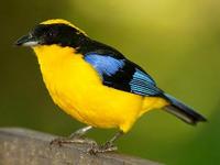 * Blue Winged Tanager