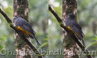 white-tailed trogon