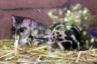 The banded linsang baby dozing on its mother at the Taiping Zoo.