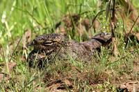 Nacunda  nighthawk   -   Podager  nacunda   -   Succiacapre  nacunda