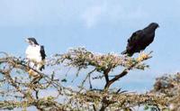 Augur- oder  Schakalbussarde / Augur buzzard