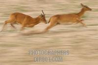 puku ram chasing a female stock photo