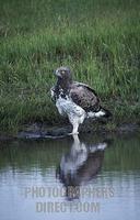 Martial eagle , Polemaetus bellicosus , Hwange National Park , Zimbabwe stock photo