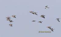 Great knot C20D 02850.jpg