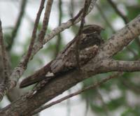 Jungle Nightjar (Grey Nightjar) Caprimulgus indicus    Two Magic Wood.