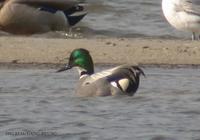 Falcated Teal Anas falcata 청머리오리